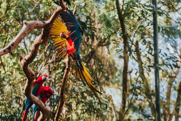 flight of macaws