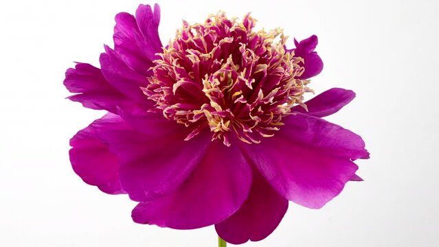 Timelapse of violet burgundy peony flower blooming on white background, stirring of stamens. Blooming peony flower close-up. Wedding backdrop, Valentine's Day concept. Mother's day, Holiday, Love