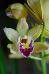 Fototapeta premium yellow Cymbidium flower with dark background