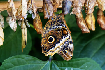 Giant Owl Butterfly (Caligo memnon) emerging from a pupae - obrazy, fototapety, plakaty