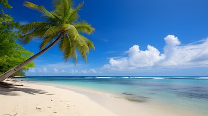 Fototapeta na wymiar Lonely Palm on a Tropical Beach