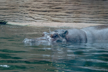 Fototapeta premium Hippo Splash: A regular hippopotamus enjoying a swim in a pool