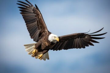 Fototapeta na wymiar majestic bald eagle soaring through a clear blue sky