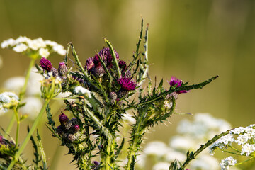 dark red thistle flowers and plant with a natural green background