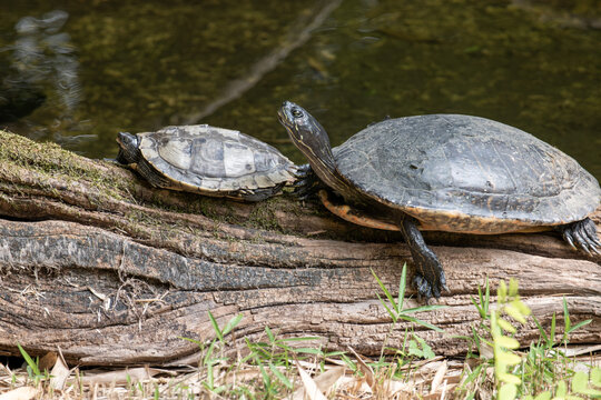A Family of Turtles Resting on a Log