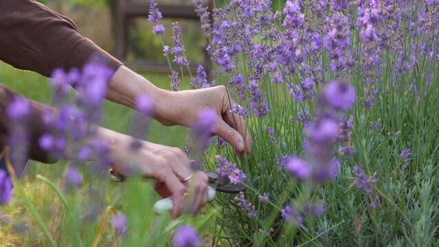 Girl cutting the lavender flowers