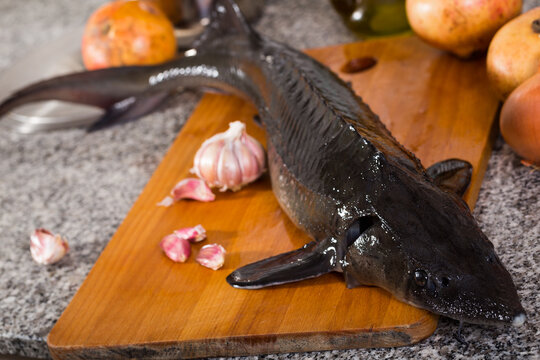 Raw uncooked fish sturgeon at plate before preparing laying on table..