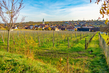Grape field growing for wine. Vineyard hills. Summer scenery with wineyard rows, Autumn warm colors, Grapes and vines of white wine in the sun