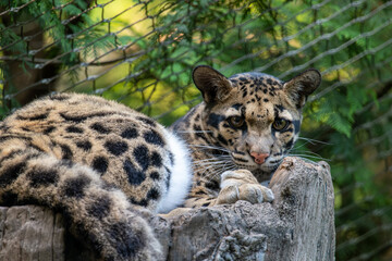 Fototapeta na wymiar Clouded Leopard Resting on a Tree