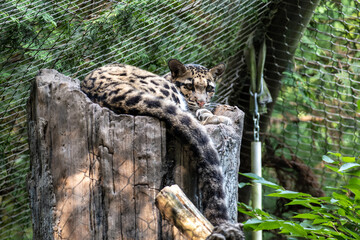 Fototapeta na wymiar Clouded Leopard Resting on a Tree