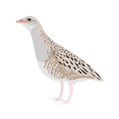 Corn crake bird or Landrail. Corncrake bird in flat style isolated on white background.  Vector illustration