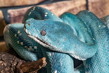 Blue python.  A tree python. Morelia viridis.
