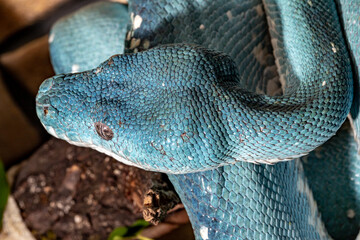 Blue python.  A tree python. Morelia viridis.