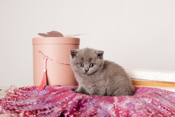 cute gray british kitten near decorative pink boxes and butterflies
