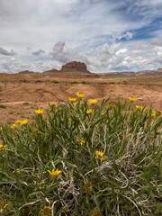Wildflowers in the foreground with a desert butte in the background