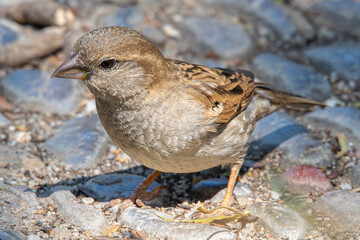 house sparrow Passer domesticus most abundant small birds common in aiguamolls emporda girona spain mediterranean