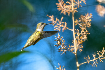Hummingbird looking for food in the field