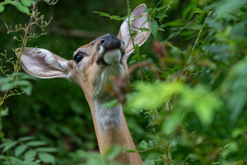 White tailed doe eating leaves