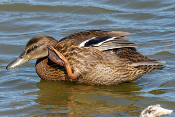 Anas platyrhynchos is a mediterranean duck common duck that swims in the aiguamolls de emporda in girona spain
