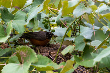 Adult Robin with food in beak