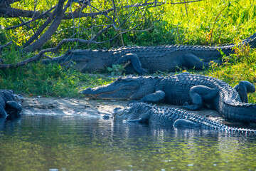 American Alligator Basking