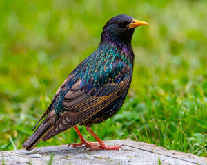 Starling perched looking right.