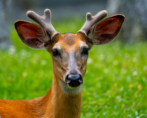 WhiteTail Deer Buck