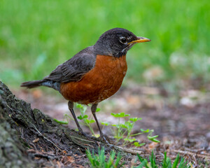 American Robin Perched