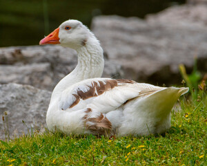 Greylag Goose sitting