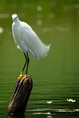 white heron in the water