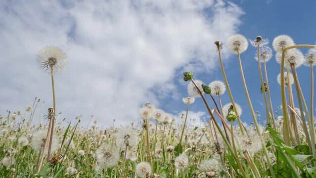 Camera movement in a field of dandelions against the blue sky and the movement of clouds. Macro, 4k, time lapse. Macro Shot of Dandelions being blown in super slow motion. Outdoor scene with sun rays