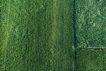 arial view of green agriculture fields top-view