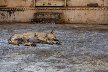 Homeless dog in india laying around 
