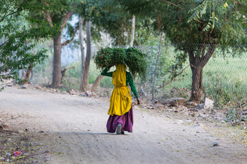 Indian woman dressed in a sari carrying gras on her head to feed her cattle