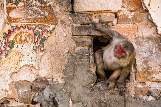 Indian Macaque Monkey Coming Through A Hole In A Ancient Wall