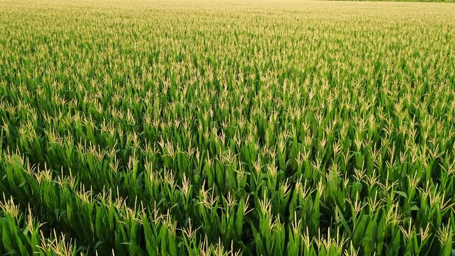 Flying over the corn field