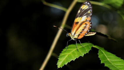Butterfly on leaf. Hypothyris is a genus of Papilionoidea in the family Nymphalidae.