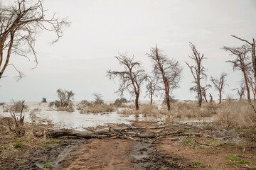 dead trees stand in lake in Africa. Maniara national park