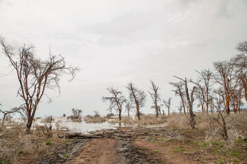 Fototapeta na wymiar dead trees stand in lake in Africa. Maniara national park