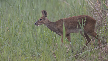 Water deer, Vampire Deer, elk, Hydropotes inermis, 고라니, 수컷