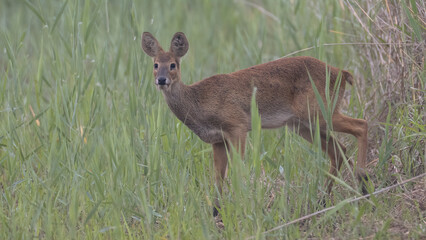 Water deer, Vampire Deer, elk, Hydropotes inermis, 고라니, 수컷