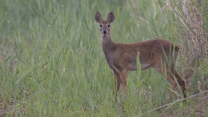 Water deer, Vampire Deer, elk, Hydropotes inermis, 고라니, 수컷