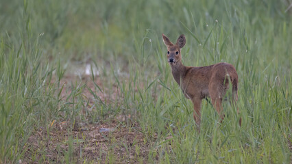 Water deer, Vampire Deer, elk, Hydropotes inermis, 고라니, 수컷