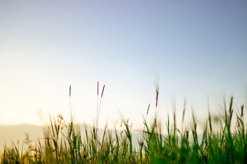 Fototapeta premium A field of grass with the sun shining on it. landscape suitable for writing area