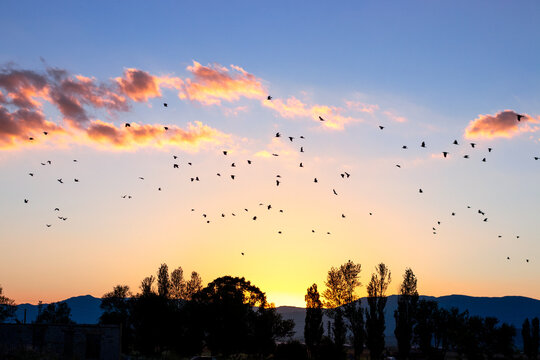 Birds flying in the sky at sunset with sunset in the background.Freedom concepts