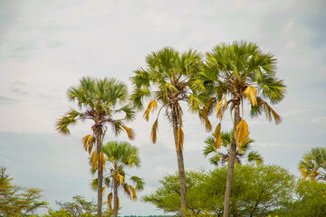 Palm trees on the beautiful sunset natural background.