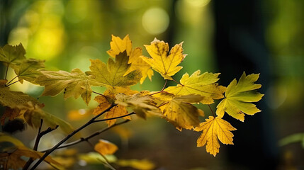 Obraz premium close up of yellow maple leaves in autumn. the cozy season. Generative AI