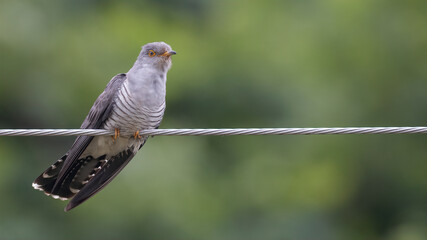 common cuckoo, 	Cuculus canorus, 뻐꾸기