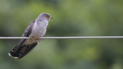 common cuckoo, 	Cuculus canorus, 뻐꾸기
