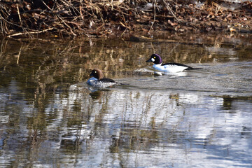 冬の川のホオジロガモのペア
